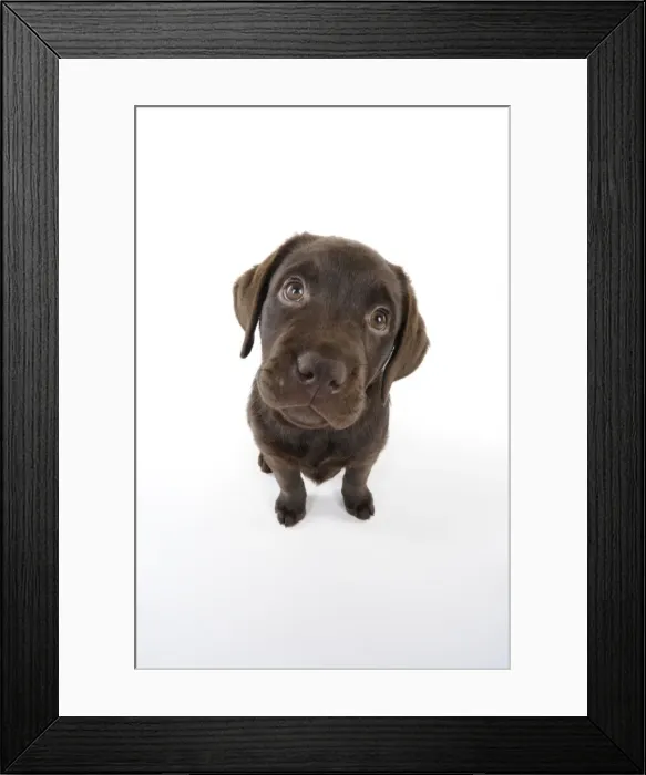 Framed Print : Dog - Chocolate Labrador puppy - sitting down Framed Print : Dog - Chocolate Labrador puppy - sitting down