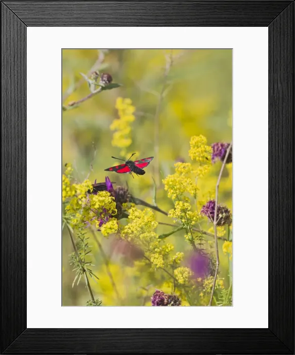 Framed Print : Six Spot Burnet - in flight over meadow - Bedfordshire UK 12176 Framed Print : Six Spot Burnet - in flight over meadow - Bedfordshire UK 12176