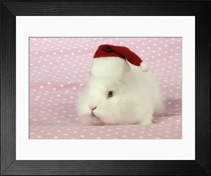 Framed Print : RABBIT. White rabbit wearing christmas hat Framed Print : RABBIT. White rabbit wearing christmas hat