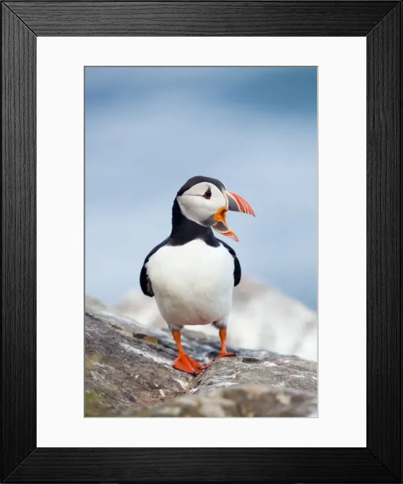 Framed Print : Puffin - calling - Skomer - Wales - UK Framed Print : Puffin - calling - Skomer - Wales - UK