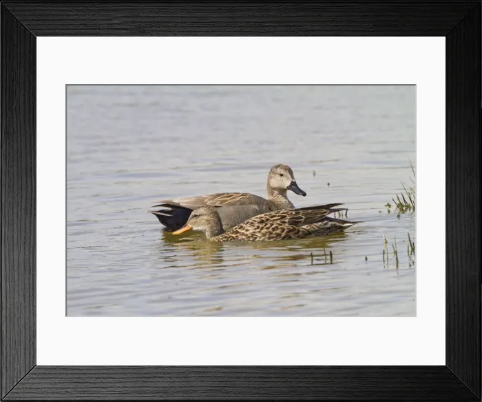 Framed Print : Gadwall - pair feeding - Norfolk UK 9754 Framed Print : Gadwall - pair feeding - Norfolk UK 9754