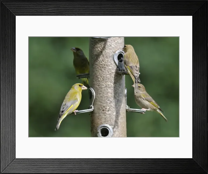 Framed Print : Greenfinch - flock at bird feeder Framed Print : Greenfinch - flock at bird feeder