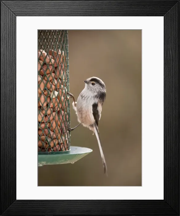 Framed Print : Long Tailed Tit - at peanut feeder - garden - Cornwall - UK Framed Print : Long Tailed Tit - at peanut feeder - garden - Cornwall - UK