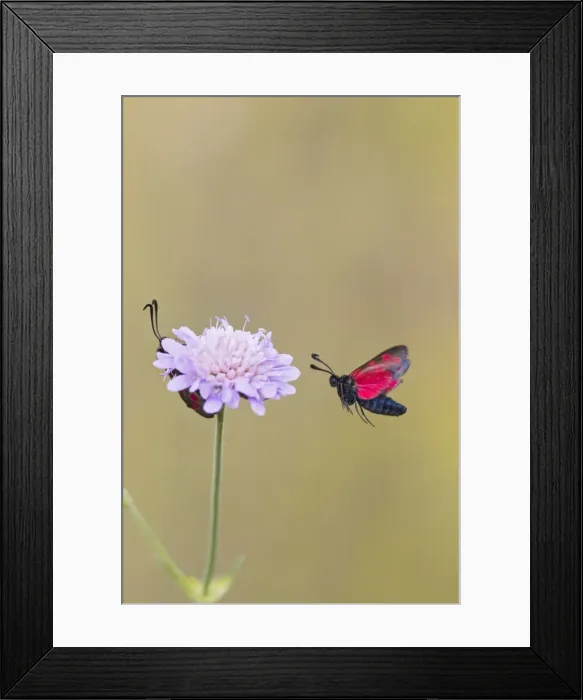 Framed Print : Six Spot Burnet - in flight - Bedfordshire UK 12176 Framed Print : Six Spot Burnet - in flight - Bedfordshire UK 12176