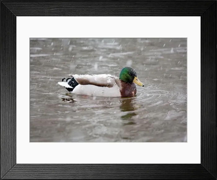 Framed Print : Mallard - drake duck in snow - UK Framed Print : Mallard - drake duck in snow - UK