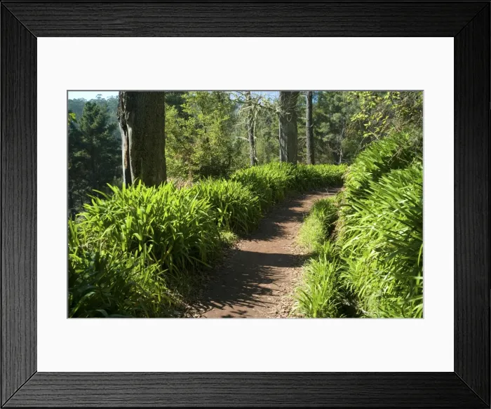 Framed Print : Levada lined with Agapanthus. This levada is named locally as Paradise Valley mostly because of the Agapanthus, which lines the route quite extensively, and must be a spectacular sight in May. Levada Camacha to Vale Paraiso. Madeira. Feb Framed Print : Levada lined with Agapanthus. This levada is named locally as Paradise Valley mostly because of the Agapanthus, which lines the route quite extensively, and must be a spectacular sight in May. Levada Camacha to Vale Paraiso. Madeira. Feb