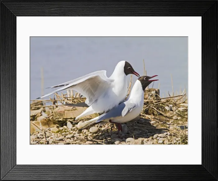 Framed Print : Black Headed Gull - pair mating - Norfolk UK 9749 Framed Print : Black Headed Gull - pair mating - Norfolk UK 9749