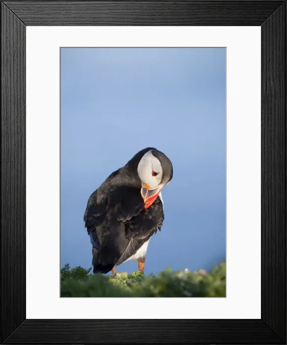 Framed Print : Puffin - preening - Skomer - Wales - UK Framed Print : Puffin - preening - Skomer - Wales - UK
