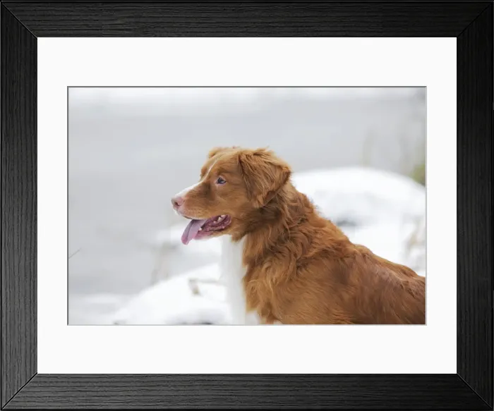 Framed Print : Dog - Nova Scotia Duck Tolling Retriever - in snow Framed Print : Dog - Nova Scotia Duck Tolling Retriever - in snow