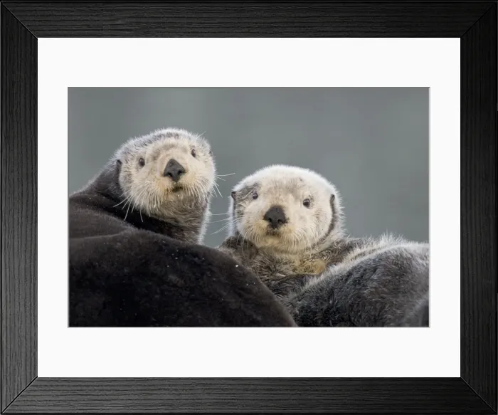 Framed Print : Alaskan  /  Northern Sea Otters - Alaska _D3B3416