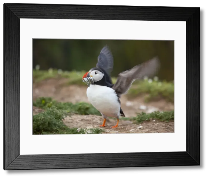 Framed Print : Puffin - with sand eels - Skomer - Wales - UK Framed Print : Puffin - with sand eels - Skomer - Wales - UK