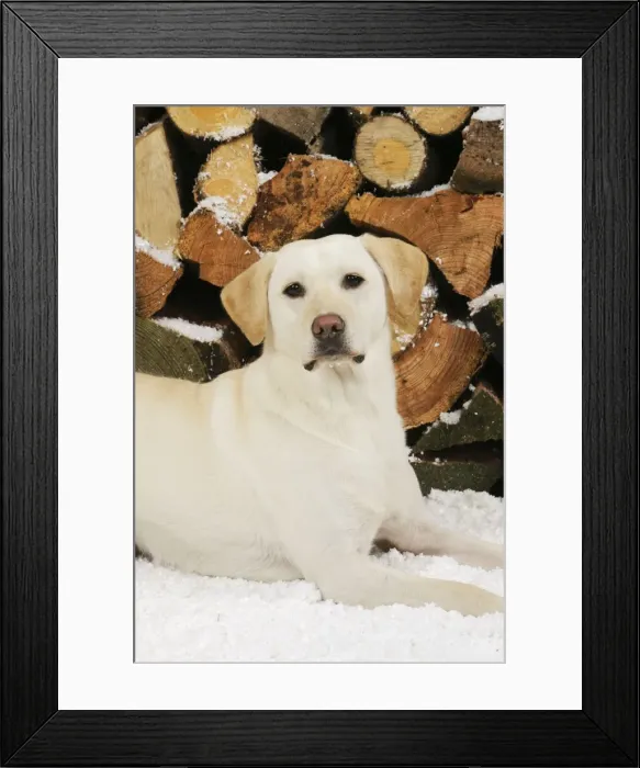 Framed Print : DOG. Yellow labrador sitting in snow in front of logs Framed Print : DOG. Yellow labrador sitting in snow in front of logs