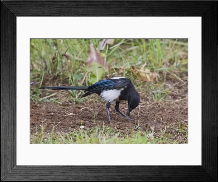 Framed Print : Magpie - preening using ants - anting - Bedfordshire UK 11061 Framed Print : Magpie - preening using ants - anting - Bedfordshire UK 11061