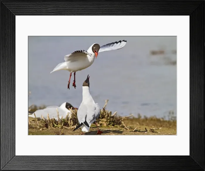 Framed Print : Black Headed Gull - pair in courtship - Norfolk UK 9717 Framed Print : Black Headed Gull - pair in courtship - Norfolk UK 9717