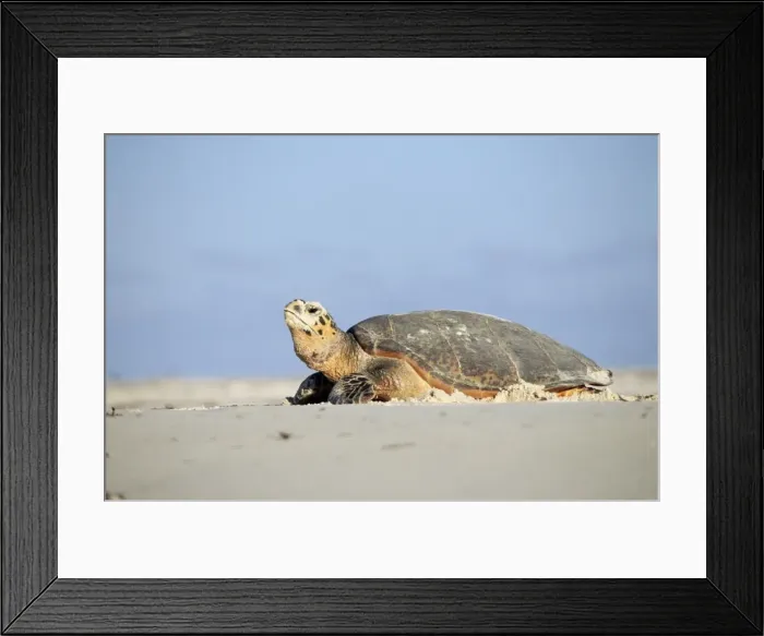 Framed Print : Hawksbill Turtle Framed Print : Hawksbill Turtle