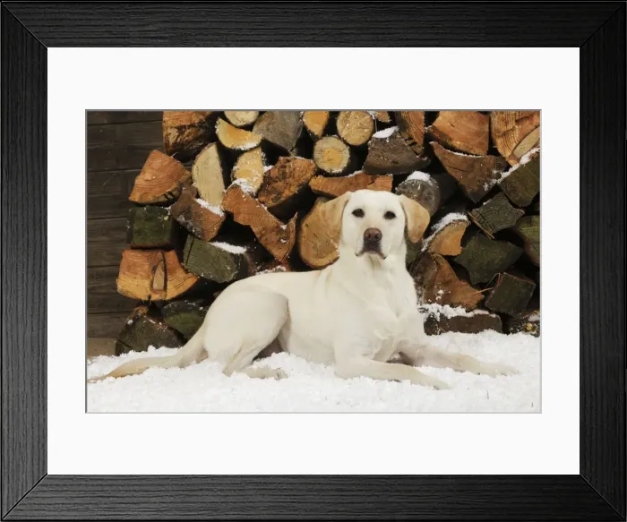 Framed Print : DOG. Yellow labrador sitting in snow in front of logs Framed Print : DOG. Yellow labrador sitting in snow in front of logs