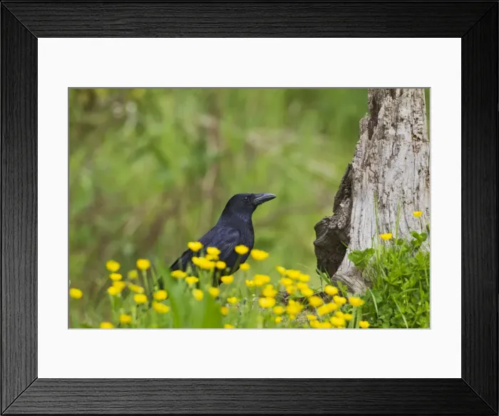 Framed Print : Carrion Crow - in Spring flowers - Bedfordshire UK 10781 Framed Print : Carrion Crow - in Spring flowers - Bedfordshire UK 10781