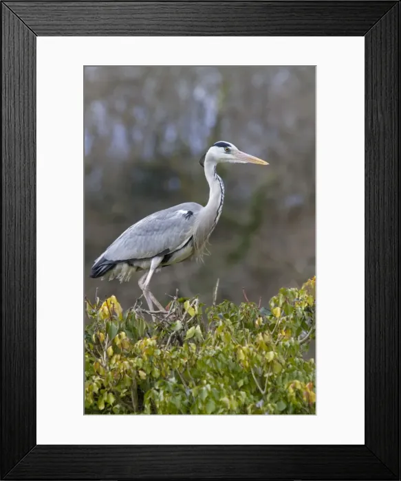Framed Print : Grey Heron - on bush - Cornwall - UK Framed Print : Grey Heron - on bush - Cornwall - UK