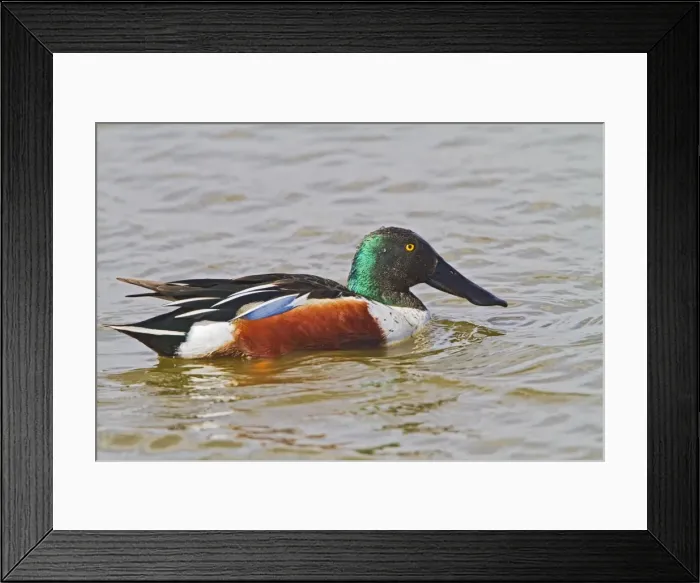 Framed Print : Shoveller - male feeding - Norfolk UK 9739 Framed Print : Shoveller - male feeding - Norfolk UK 9739