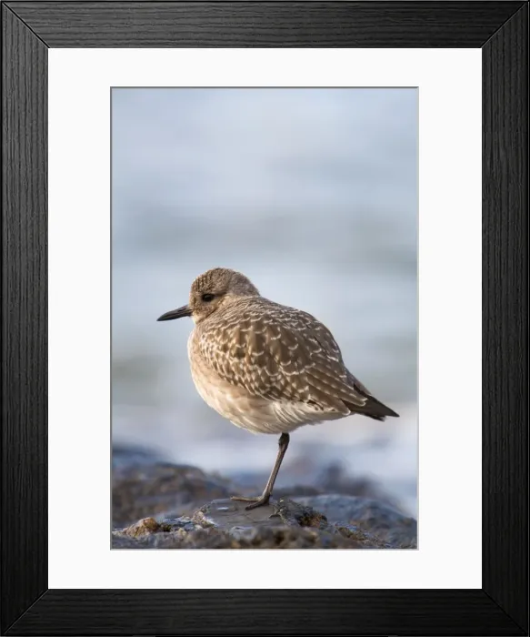 Framed Print : Grey Plover - Cornwall - UK Framed Print : Grey Plover - Cornwall - UK