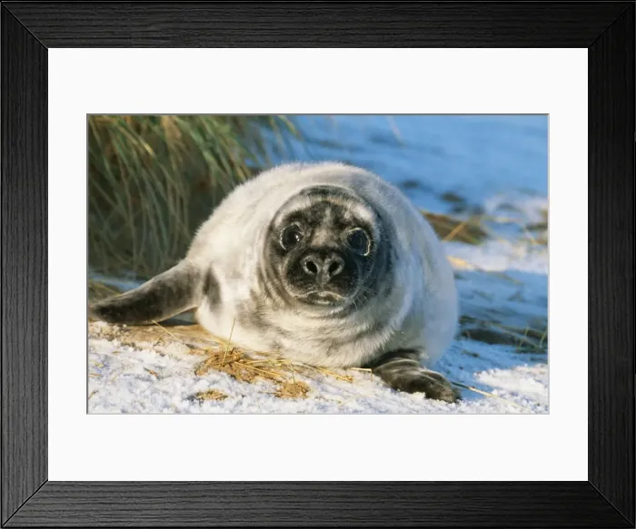 Framed Print : Grey Seal CAN 1767E Young on snow covered beach, UK. Halichoerus grypus © John Cancalosi / ARDEA LONDON Framed Print : Grey Seal CAN 1767E Young on snow covered beach, UK. Halichoerus grypus © John Cancalosi / ARDEA LONDON