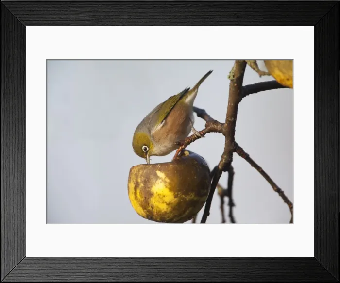 Framed Print : Silvereye Feeding on unpicked apples in winter in rural Waikato near Hamilton, New Zealand Framed Print : Silvereye Feeding on unpicked apples in winter in rural Waikato near Hamilton, New Zealand