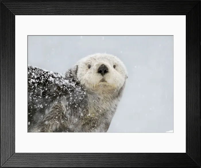 Framed Print : Alaskan / Northern Sea Otter - in snowstorm - Alaska _D3B6016 Framed Print : Alaskan / Northern Sea Otter - in snowstorm - Alaska _D3B6016