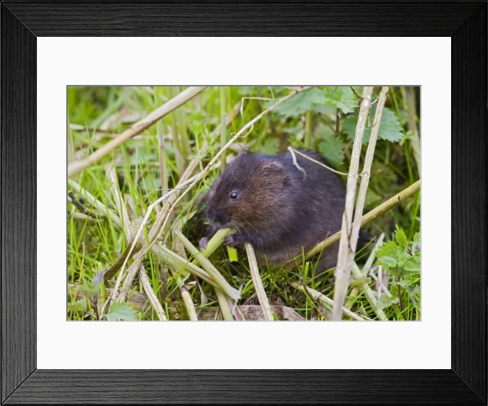 Framed Print : Water Vole - feeding on reed - Suffolk UK 12106 Framed Print : Water Vole - feeding on reed - Suffolk UK 12106