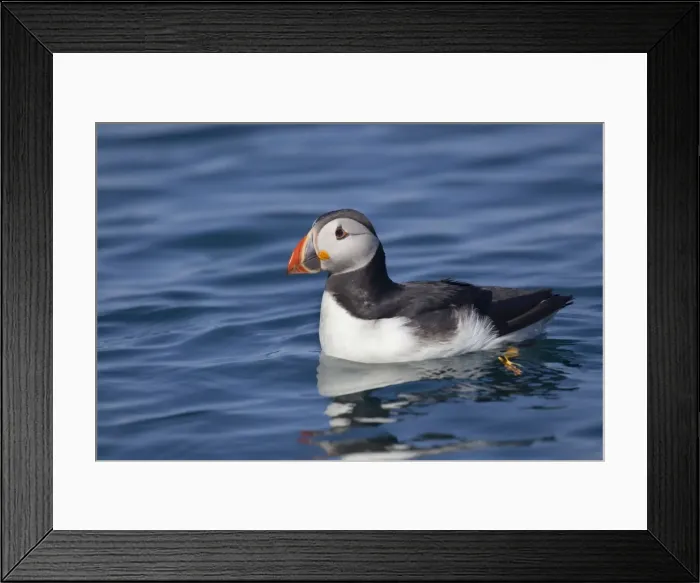 Framed Print : Puffin - on water - Skomer - Wales - UK Framed Print : Puffin - on water - Skomer - Wales - UK