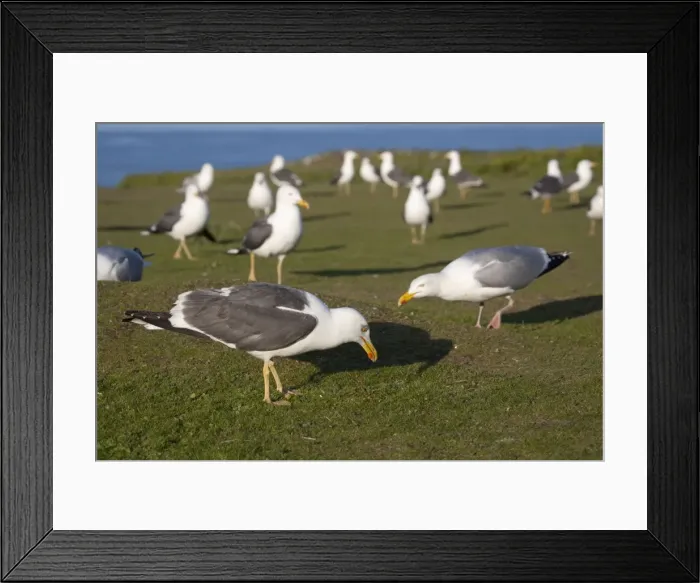 Framed Print : Lesser Black Backed and Herring Gulls (Larus argentatus) Skokholm - Wales Framed Print : Lesser Black Backed and Herring Gulls (Larus argentatus) Skokholm - Wales