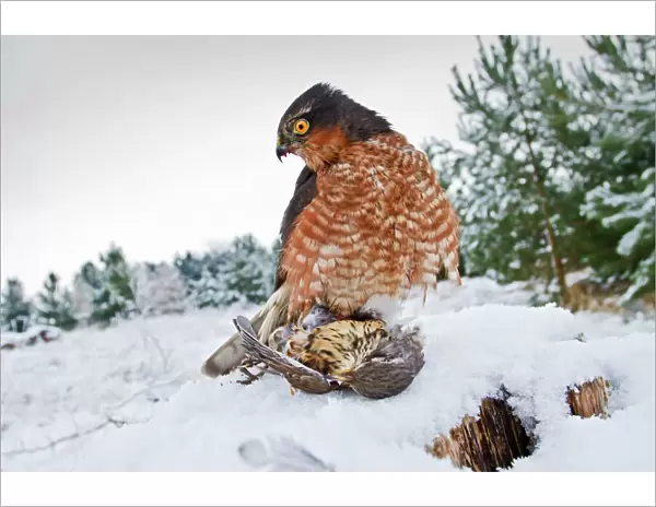 Sparrowhawk - male in snow with prey - controlled conditions 8862