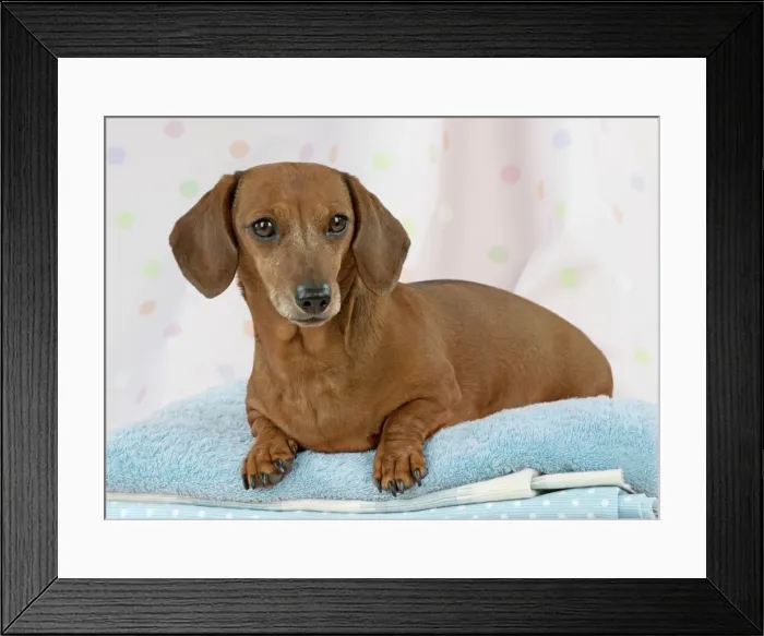 Framed Print : Dog - Miniature Short Haired Dachshund - lying down on laundry pile Digital Manipulation - colour of towel changed Framed Print : Dog - Miniature Short Haired Dachshund - lying down on laundry pile Digital Manipulation - colour of towel changed