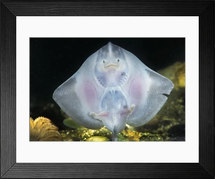 Framed Print : European Plaice - swimming Framed Print : European Plaice - swimming