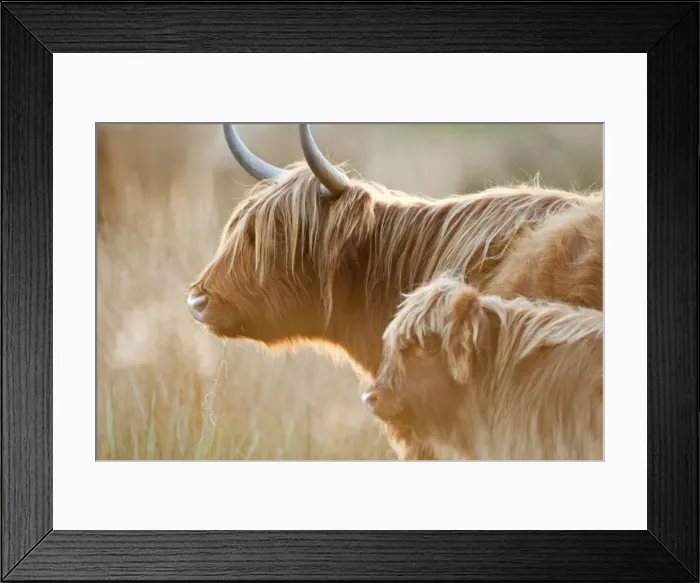 Framed Print : Highland Cattle - adult with young - Norfolk grazing marsh - UK Framed Print : Highland Cattle - adult with young - Norfolk grazing marsh - UK