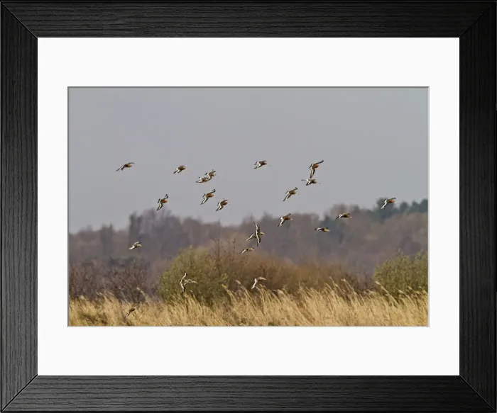 Framed Print : Black Tailed Godwit - in flight - Norfolk UK 9680 Framed Print : Black Tailed Godwit - in flight - Norfolk UK 9680