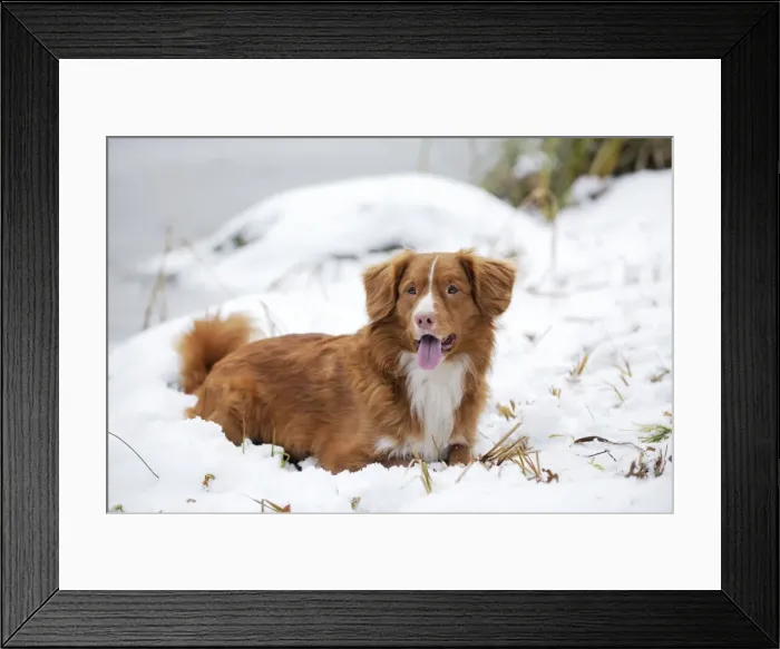 Framed Print : Dog - Nova Scotia Duck Tolling Retriever - in snow Framed Print : Dog - Nova Scotia Duck Tolling Retriever - in snow