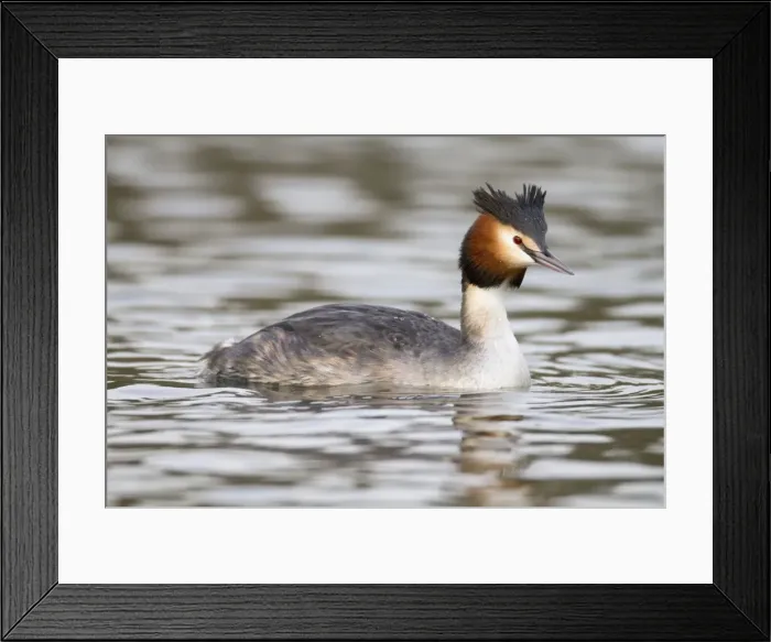 Framed Print : Great Crested Grebe - Cornwall - UK Framed Print : Great Crested Grebe - Cornwall - UK