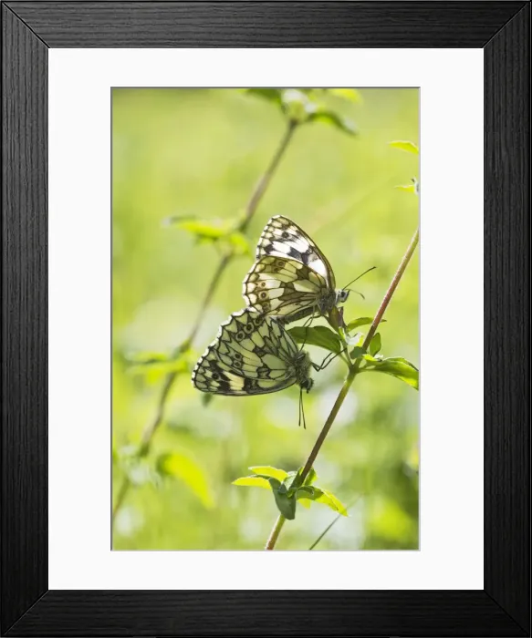 Framed Print : Marbled White Butterfly - pair mating - Buckinghamshire UK 12164 Framed Print : Marbled White Butterfly - pair mating - Buckinghamshire UK 12164