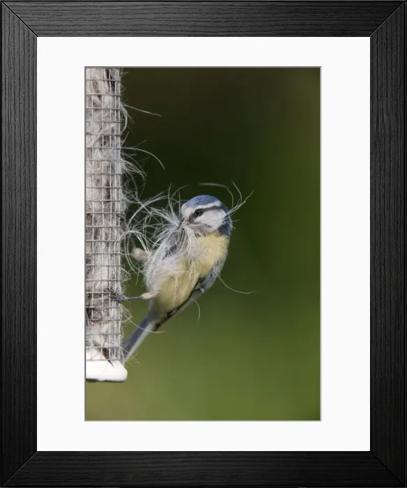 Framed Print : Blue Tit - collecting wool and hair form an old birdfeeder Framed Print : Blue Tit - collecting wool and hair form an old birdfeeder