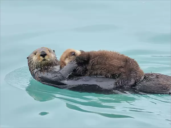 Alaskan  /  Northern Sea Otter - mother carrying very young pup - Alaska _D3B3040
