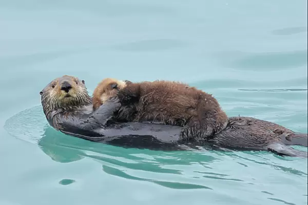 Alaskan  /  Northern Sea Otter - mother carrying very young pup - Alaska _D3B3040