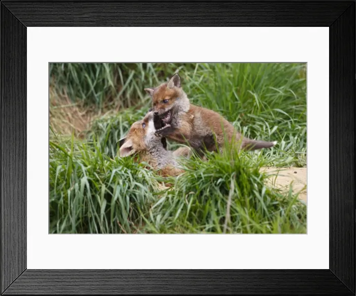 Framed Print : Red Fox - cubs playing near earth - Bedfordshire UK 10100 Framed Print : Red Fox - cubs playing near earth - Bedfordshire UK 10100