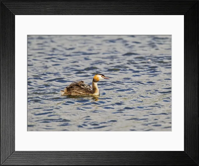 Framed Print : Great Crested Grebe - carrying young - Suffolk UK 12074 Framed Print : Great Crested Grebe - carrying young - Suffolk UK 12074