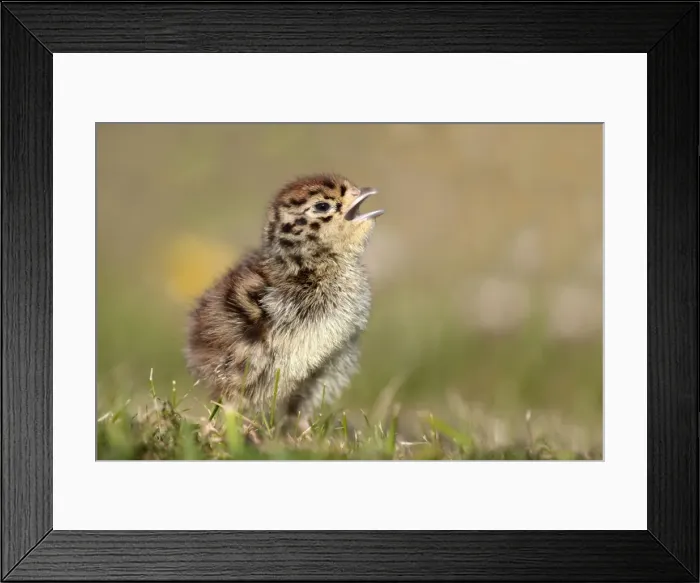 Framed Print : Grey Partridge - chick - Cornwall - UK Framed Print : Grey Partridge - chick - Cornwall - UK