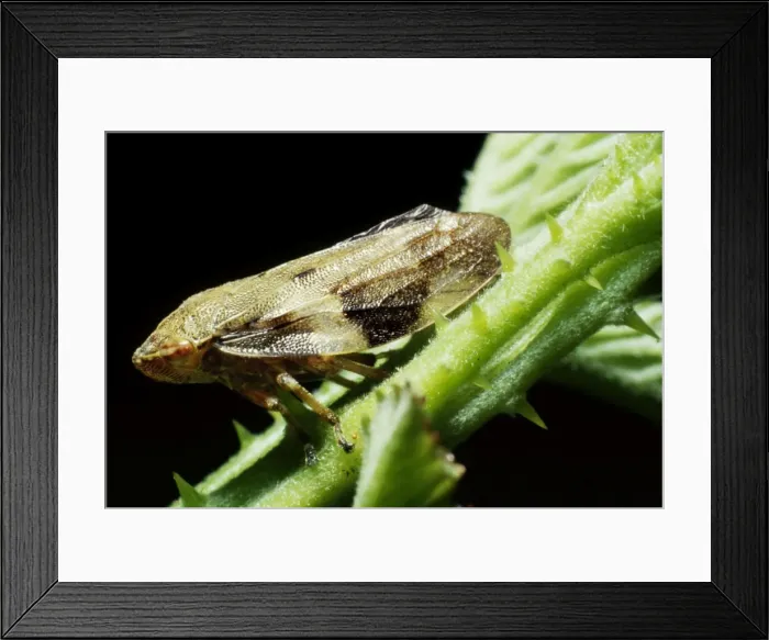 Framed Print : Froghopper AEB 1671 On Bramble Philaenus spumarius © Liz & Tony Bomford / ARDEA LONDON Framed Print : Froghopper AEB 1671 On Bramble Philaenus spumarius © Liz & Tony Bomford / ARDEA LONDON