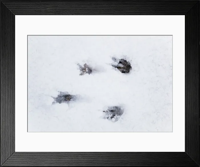 Framed Print : Grey Squirrel footprints - snow - Cornwall - UK Framed Print : Grey Squirrel footprints - snow - Cornwall - UK
