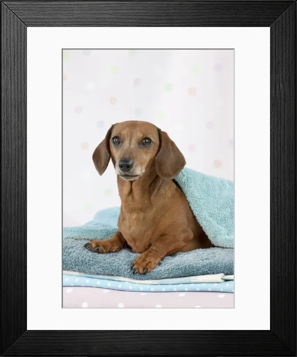 Framed Print : Dog - Miniature Short Haired Dachshund - lying down on laundry pile Digital Manipulation - colour of towel changed Framed Print : Dog - Miniature Short Haired Dachshund - lying down on laundry pile Digital Manipulation - colour of towel changed