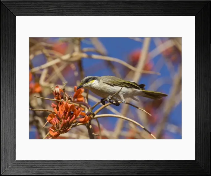Framed Print : Singing Honeyeater At Mt Liebig Aboriginal Community, Northern Territory, Australia. The tree it is on is Erythrina vespertilio variously called Bat's Wing Coral Tee, Grey Corkwood and Stuart Bean Tree Framed Print : Singing Honeyeater At Mt Liebig Aboriginal Community, Northern Territory, Australia. The tree it is on is Erythrina vespertilio variously called Bat's Wing Coral Tee, Grey Corkwood and Stuart Bean Tree