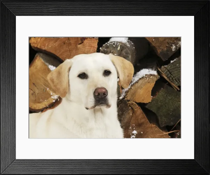 Framed Print : DOG. Yellow labrador in front of logs
