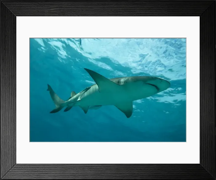 Framed Print : Lemon Shark - male swimming just under the surface - Bahamas Framed Print : Lemon Shark - male swimming just under the surface - Bahamas